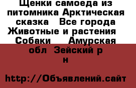 Щенки самоеда из питомника Арктическая сказка - Все города Животные и растения » Собаки   . Амурская обл.,Зейский р-н